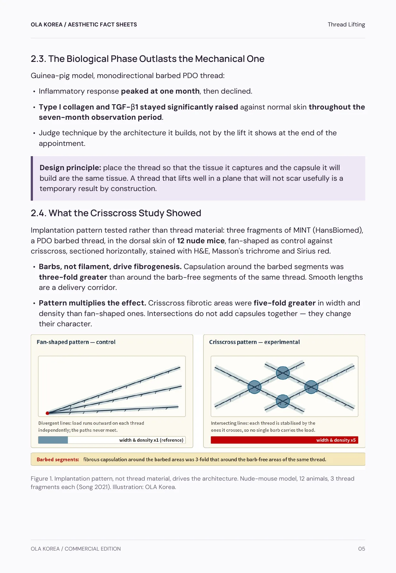 Thread Lifting — 2.4. What the Crisscross Study Showed, PDF page 5: The crisscross study: barbed segments and crossed patterns build more fibrous tissue.