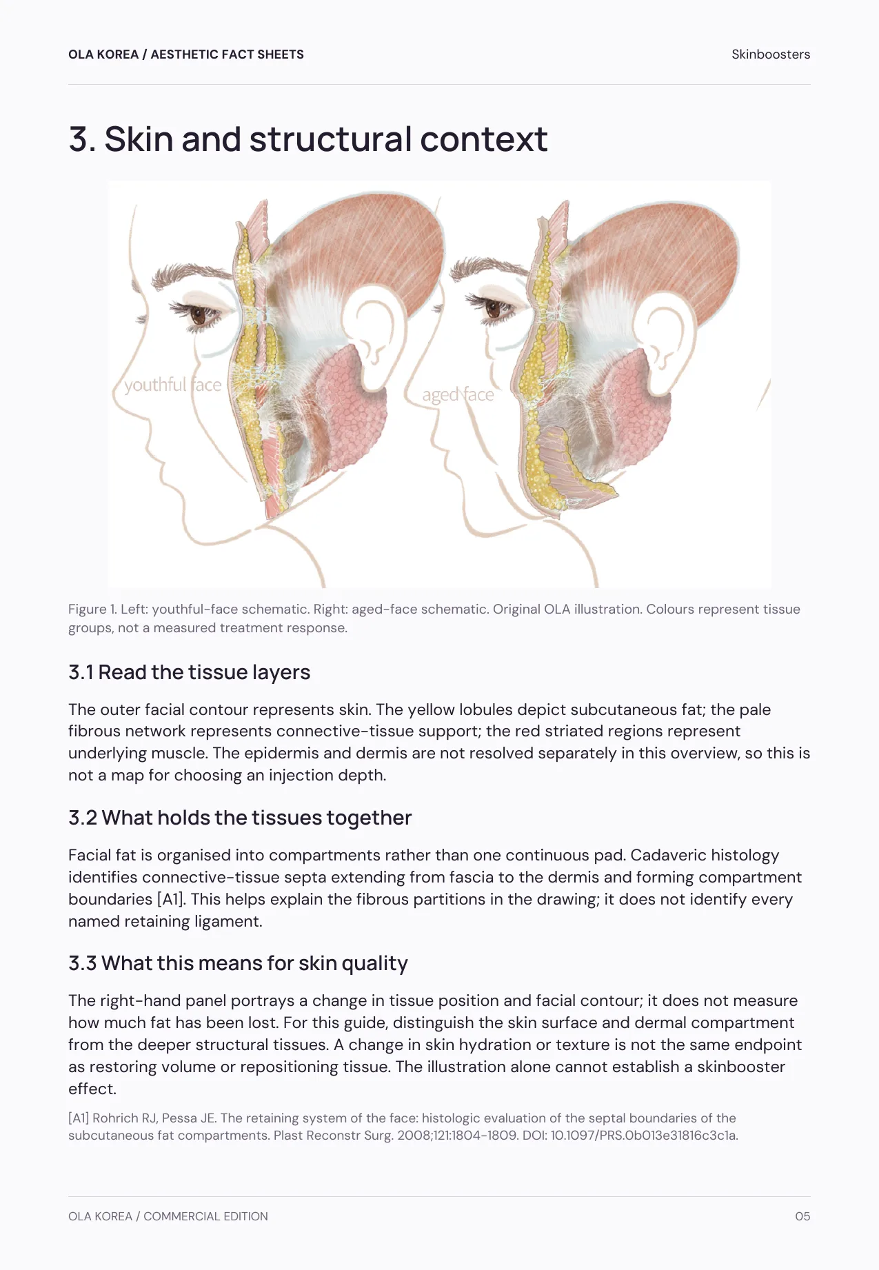 Skinboosters — 3. Skin and structural context, PDF page 5: Facial tissue layers, and what an illustration can and cannot show about skin quality.